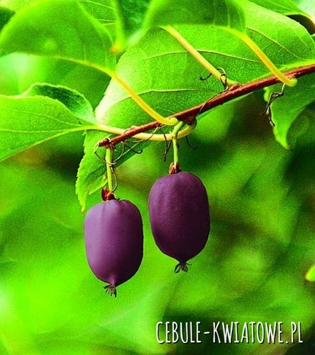 Aktinidia Ostrolistna Ken's Red 1 szt.