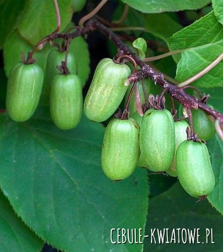 Aktinidia Pstrolistna Dr Szymanowski 1 szt.