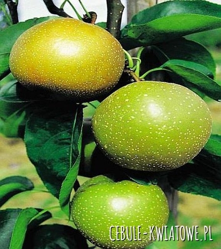 Grusza Chojuro 1 szt.