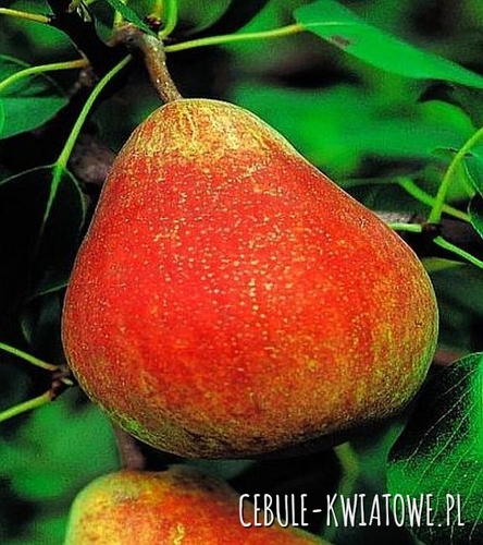 Grusza Faworytka (Klapsa) 1 szt.