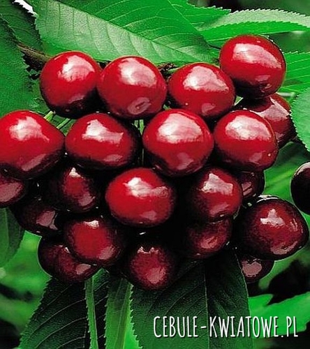 Czereśnia Lapins 1 szt.