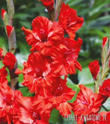 Gladiolus Mieczyk Karbowany Fire Ruffle 5 szt.