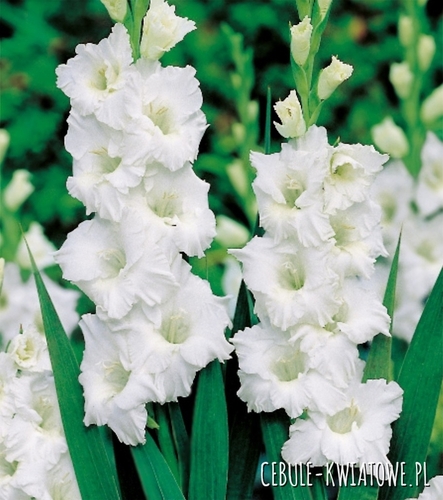 Gladiolus Mieczyk Karbowany Snowy Ruffle 5 szt.
