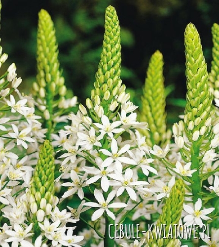Ornithogalum Śniadek Magnum 1 szt.