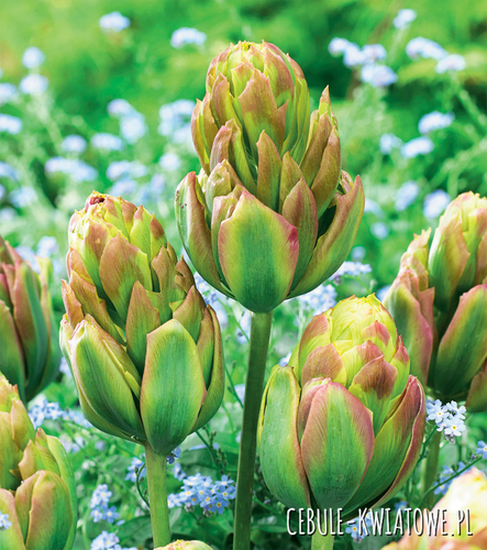 Tulipan Lodowy Boa Vista 5 szt.
