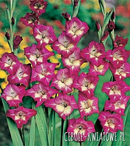 Gladiolus Mieczyk Wielkokwiatowy Comet 5 szt.