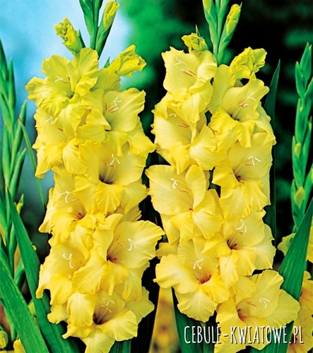 Gladiolus Mieczyk Wielkokwiatowy Nova Lux 5 szt.
