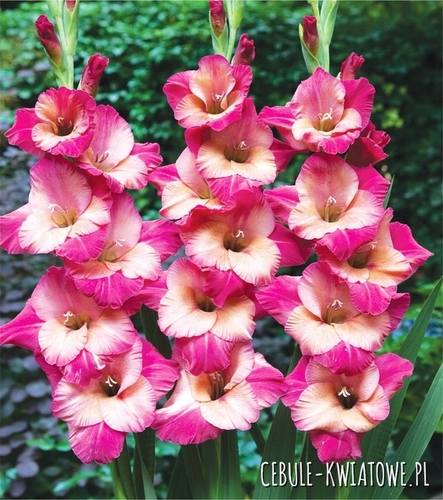 Gladiolus Mieczyk Wielkokwiatowy Ted's Favourite 5 szt.