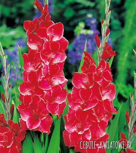 Gladiolus Mieczyk Wielkokwiatowy After Shock 5 szt.