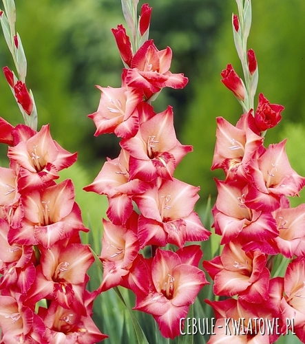 Gladiolus Mieczyk Wielkokwiatowy Antica 5 szt.