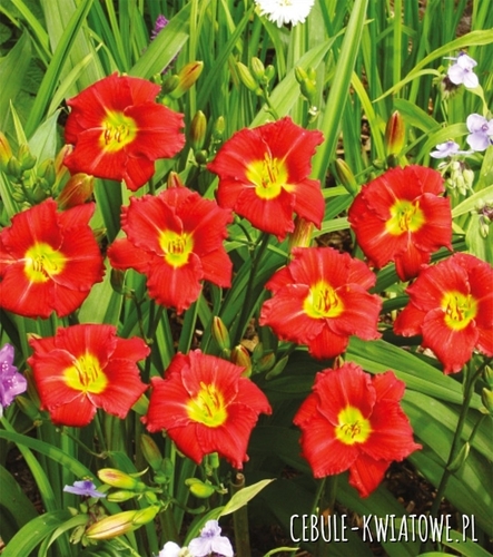 Hemerocallis Liliowiec Longsfield Red Baron 1 szt.