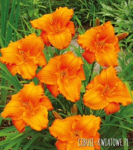 Hemerocallis Liliowiec My Reggae Tiger 1 szt.