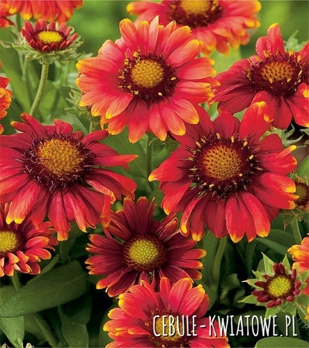 Gaillardia Grandiflora - Gajlardia Arizona Red Shades 1 szt.