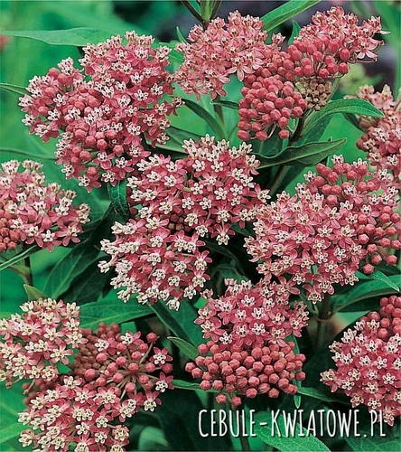 Asclepias Incarnata Cinderella 1 szt.