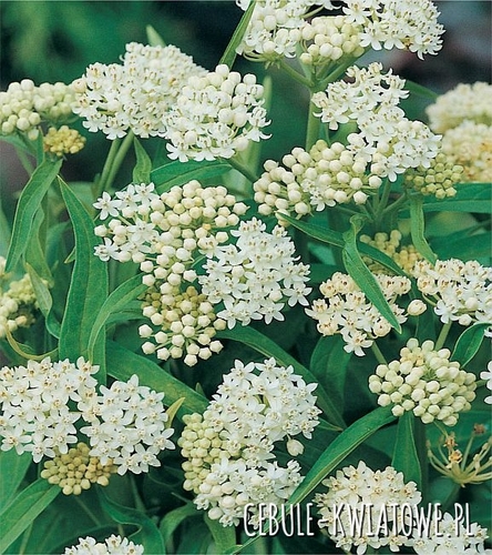Asclepias Incarnata Iceberg 1 szt.