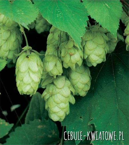 Chmiel - Humulus Lupulus Nugget 1 szt.