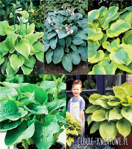 Zestaw Hosta-Funkia Olbrzymia 3 I wybór