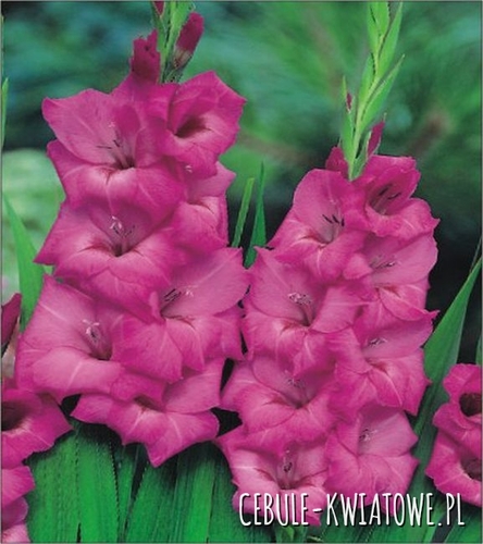 Gladiolus Mieczyk Wielkokwiatowy Fidelio 5 szt.