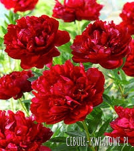Piwonia Bordowa  1 szt