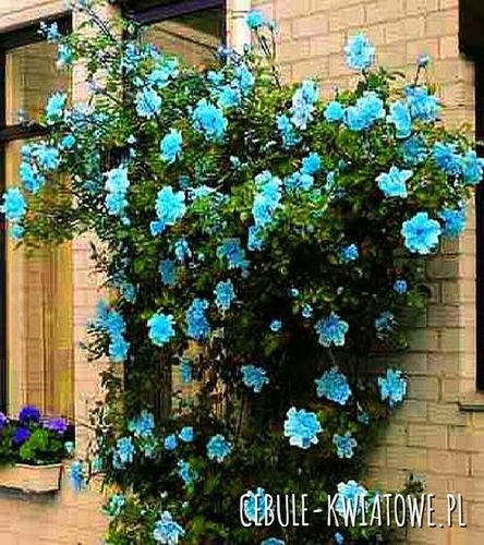 Róża Pnąca Niebieska  1 szt