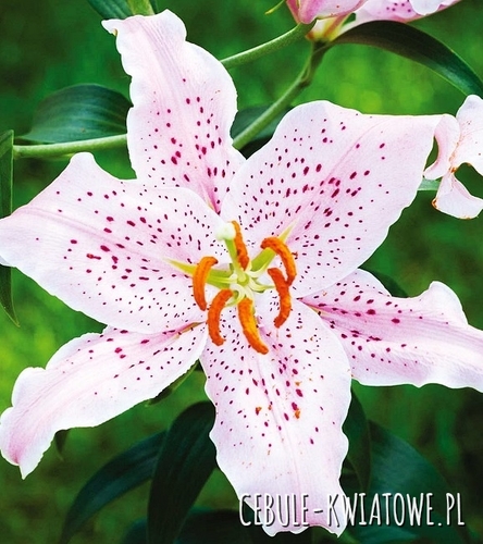Lilia Orientalna Curly Sue 1 szt.