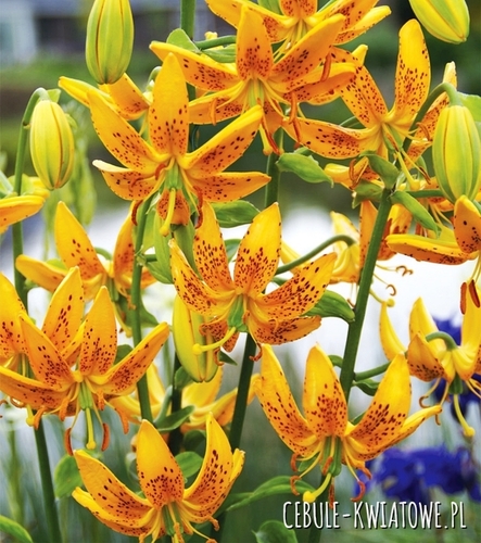 Lilia Martagon Guinea Gold 1 szt.
