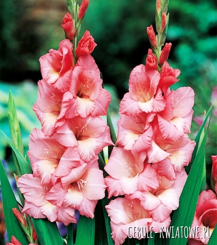 Gladiolus Mieczyk Wielkokwiatowy Spic and Span 5 szt.