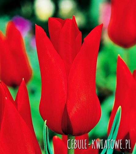Tulipan Liliokształtny Pretty Woman 5 szt.