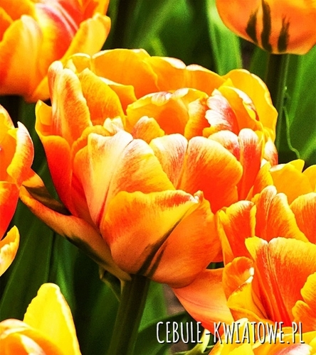 Tulipan Pełny Foxy Foxtrot 5 szt.