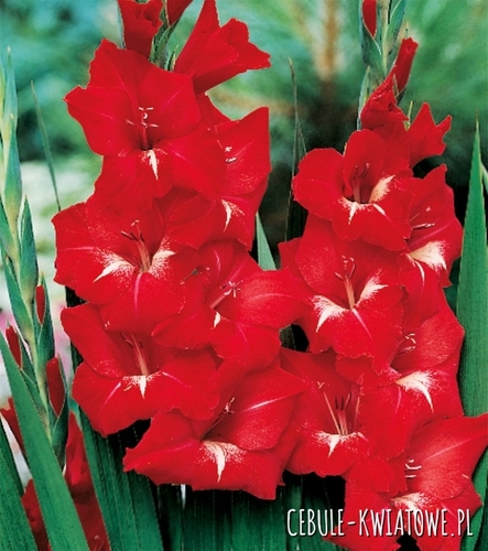 Gladiolus Mieczyk Wielkokwiatowy Traderhorn 5 szt.