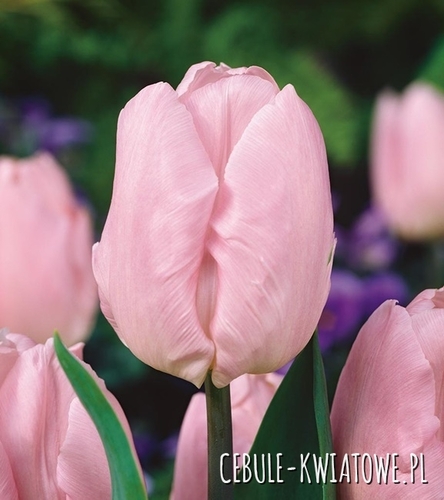 Tulipan Triumph Candy Prince 5 szt.
