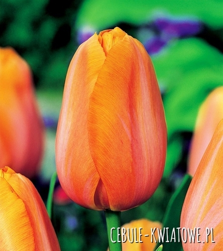 Tulipan Triumph Dordogne 5 szt.