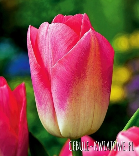 Tulipan Triumph Dynasty 5 szt.