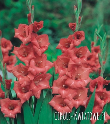 Gladiolus Mieczyk Wielkokwiatowy Deciso 5 szt.