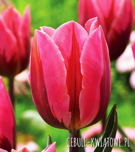 Tulipan Triumph Dwukolorowy Pretty Princess 5 szt.