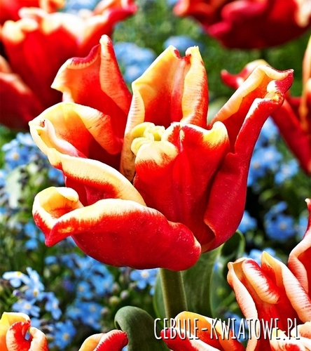 Tulipan Ekskluzywny Elegant Crown 5 szt.