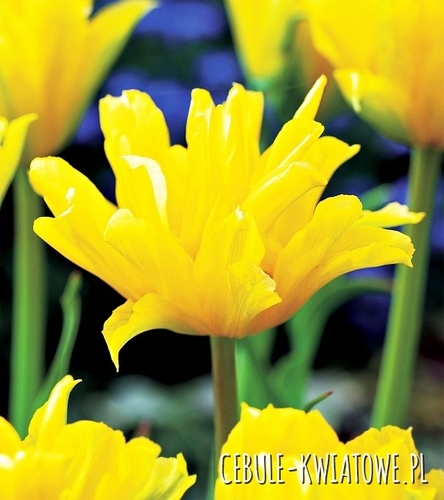 Tulipan Ekskluzywny Yellow Spider 5 szt.