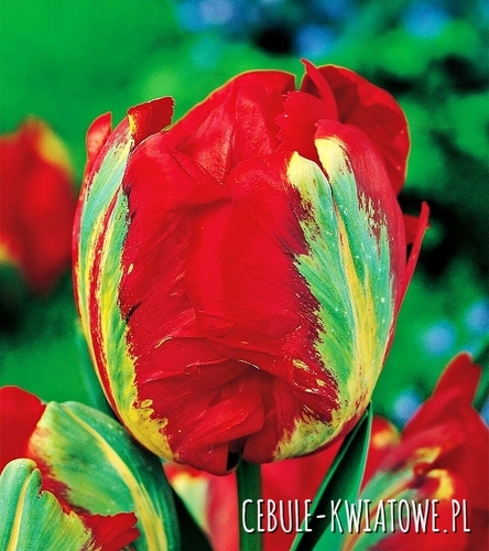 Tulipan Ekskluzywny Holland Happening 5 szt.