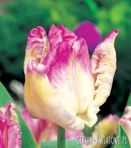 Tulipan Ekskluzywny Weber Parrot 5 szt.