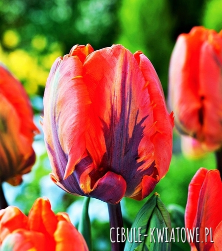 Tulipan Ekskluzywny Irene Parrot 5 szt.