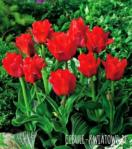 Tulipan Ekskluzywny Double Red Riding Hood 5 szt.