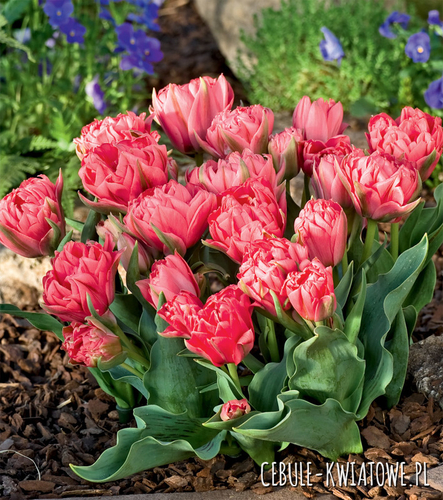Tulipan Ekskluzywny Double Toronto 5 szt.