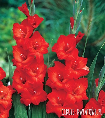 Gladiolus Mieczyk Wielkokwiatowy Mascagni 5 szt.