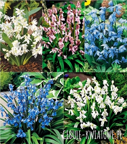 Zestaw Scilla - Cebulica