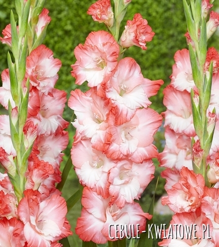 Gladiolus Mieczyk Wielkokwiatowy Pink Lady 5 szt.