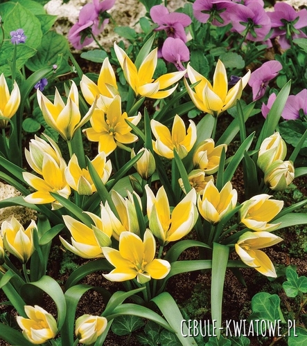 Tulipan Botaniczny Tarda  50szt