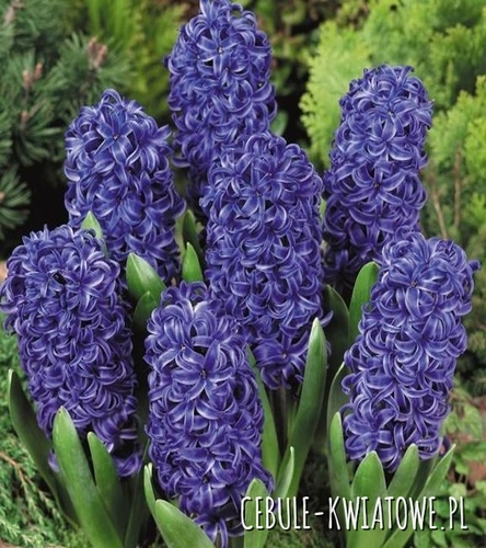 Hiacynt Blue Star 5 szt