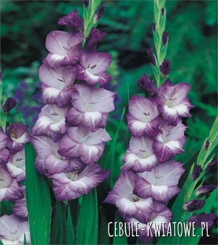 Gladiolus Mieczyk Wielkokwiatowy Hidden Treasure 5 szt.