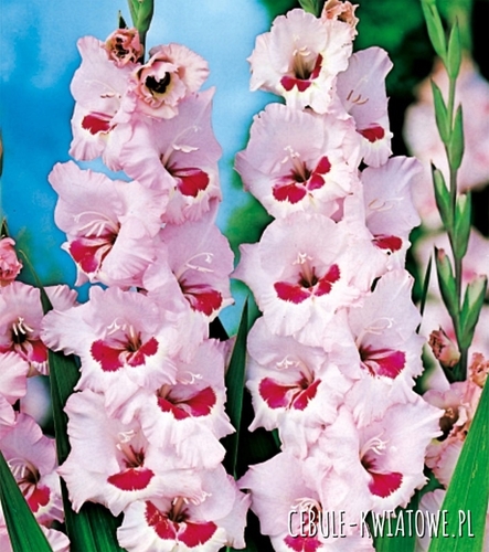 Gladiolus Mieczyk Wielkokwiatowy Wine and Roses 5 szt.