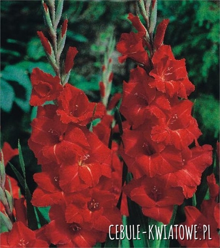 Gladiolus Mieczyk Wielkokwiatowy Victor Borge 5 szt.